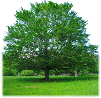 Obrázek stromu